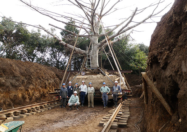 北里研究所メディカルセンター病院の大径木移植(調査共)・施工写真